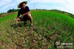 遼寧干旱 2014年7月遼寧錦州遭受嚴重干旱