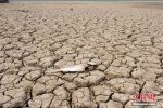 陜西干旱 今年8月陜西關中持續高溫遭嚴重干旱