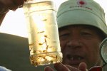 新疆發現活化石仙女蝦 和恐龍同個時代