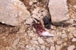 靈溪塌方 8月9日蒼南靈溪一采石場塌方致2人死亡