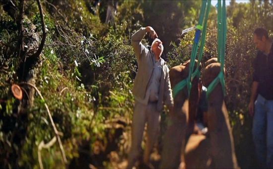 南非用直升機給犀牛搬家