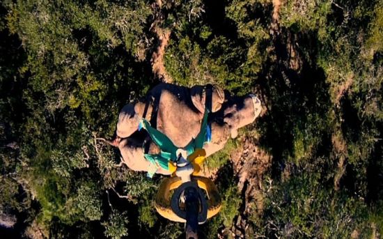 南非用直升機給犀牛搬家