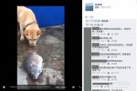 狗狗用鼻子撩水救魚 磨破了鼻子