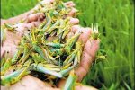 河南蝗災 8月大旱黃河灘蝗災肆虐
