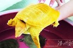 土豪金甲魚 湖北隨州水西門菜市場有一只土豪金甲魚