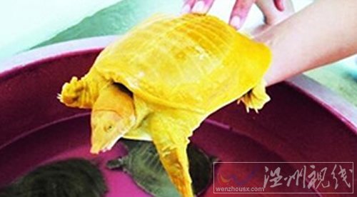 土豪金甲魚圖片