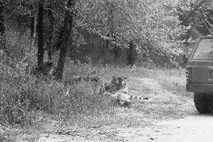 八達嶺動物園員工被虎咬死