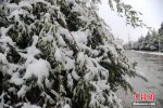 四川阿壩州紅原大草原下雪了