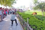 鄭州梅花鹿鬧市狂奔 被打兩針麻醉劑后擒獲