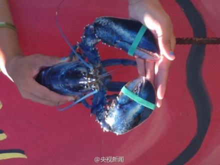 藍(lán)色的龍蝦營養(yǎng)跟一般的沒區(qū)別