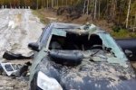 棕熊毀車報復獵人 因為獵人打了棕熊一槍