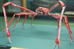日本蜘蛛蟹是世界上最大甲殼動物