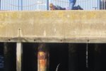 英國港口現15米長巨蟹僅一張照片 沒準確量過英國