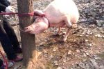 江蘇2歲男童被母豬咬死 母豬體內發(fā)現頭骨