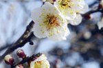 南京梅花山賞梅攻略 明天南京天氣多云梅花山賞梅最