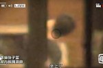 陳赫張子萱擁吻偷情視頻曝光