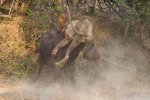 水牛殺死獅子視頻 水牛vs獅子誰更厲害