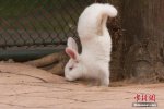 廣西兔子倒立行走 廣西柳州動(dòng)物園有一只兔子前腳倒