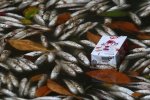 三亞河中現大量死魚 專家稱是由天氣變化致水中缺氧