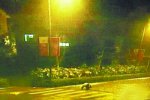 大熊貓深夜逛街 3月5日汶川縣映秀鎮一只大熊貓到鎮