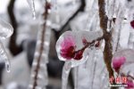 杭州凍雨明天可能下雪 溫州未來幾天高山可能有冰凍