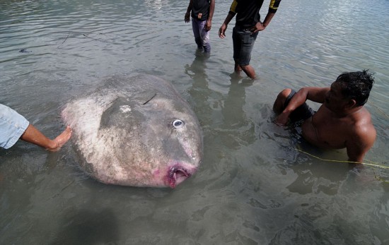 翻車(chē)魚(yú)的死法太殘忍了