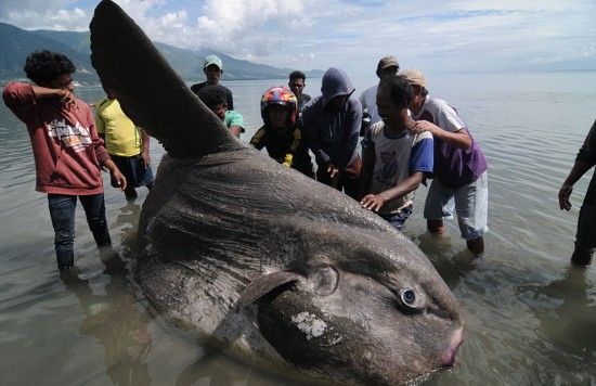 印尼漁民發(fā)現(xiàn)翻車(chē)魚(yú)