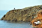 尼泊爾大地震前兆 日本北海道海岸隆起10多米