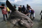 印尼漁民發現翻車魚