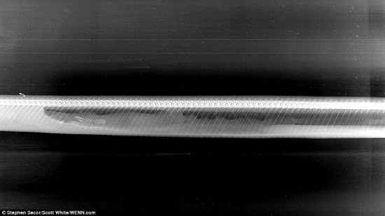 緬甸蟒蛇吞食鱷魚后的消化過程