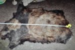 云南獵殺大熊貓案10名嫌犯落網