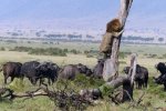 獅子被非洲野牛追趕 獅子與野牛斗不過爬到樹上躲避