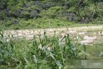 廣西一養殖場被淹 1.6萬頭豬被淹死