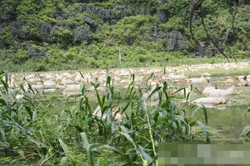廣西一養(yǎng)殖場被淹