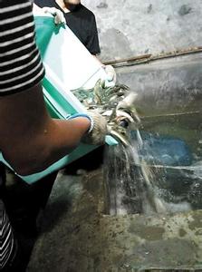 重慶農戶挖出魚泉