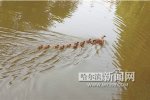 公園放生鱷龜 游客在哈爾濱兆麟公園放生鱷龜多只鴛