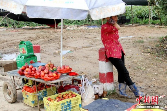 陜西多地油桃滯銷
