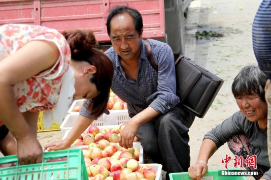 陜西多地油桃滯銷