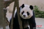 葛天否認假懷孕騙婚 稱沒有大熊貓聰明
