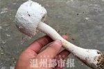 永嘉橋下鎮(zhèn)吳山村誤食毒蘑菇已致2人死亡 毒蘑菇是