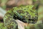 湖南查獲烙鐵頭蛇 莽山烙鐵頭蛇市場價超百萬
