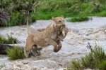 亞洲獅子也溫柔 母獅子洪水中叼著幼獅逃生