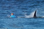 世界沖浪冠軍賽選手遭鯊魚襲擊勇敢逃生