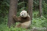 棕白色熊貓 陜西發現的棕白色熊貓不是第一頭