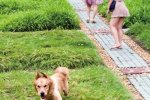 女子被大狗撞倒 黃石女子被狗撞成顱內出血