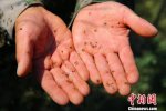 中蒙邊境蚊子肆虐 生態環境遭破壞蚊子沒有天敵