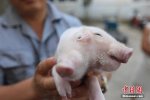 天津現雙頭豬 雙頭蛇之后雙頭豬這世界太亂