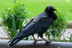 動物世界九大高智商烏鴉最聰明 海豚大腦接近人腦