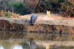 河馬和獅子誰厲害 1頭河馬遭遇兩頭獅子獵殺跳河逃