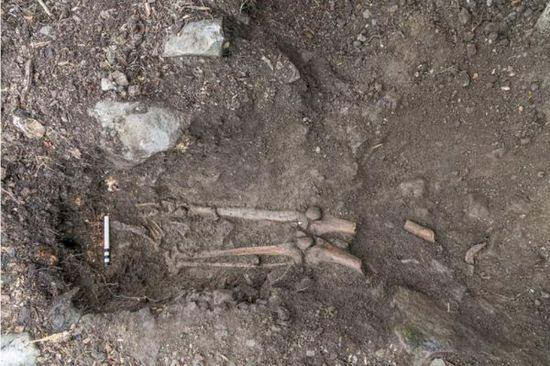 古樹吹倒驚現遺骨